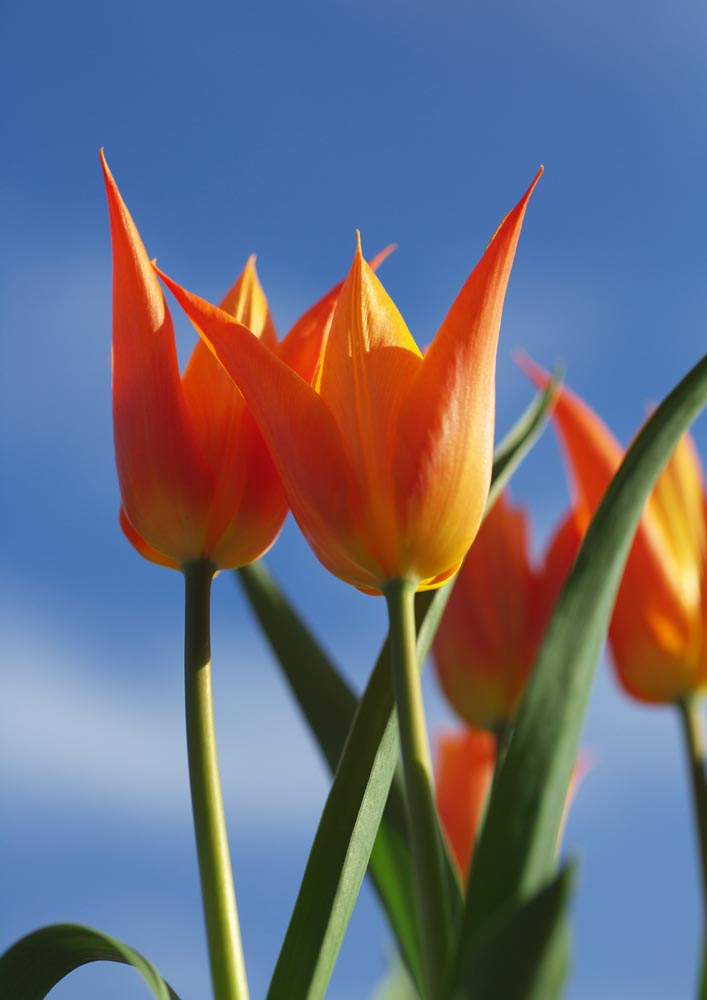 Foto, materieel, vrij, landschap, schilderstuk, bevoorraden foto,Een blauwe lucht en een goede vriend, , Tulp, Kroonblad, In het voorjaar