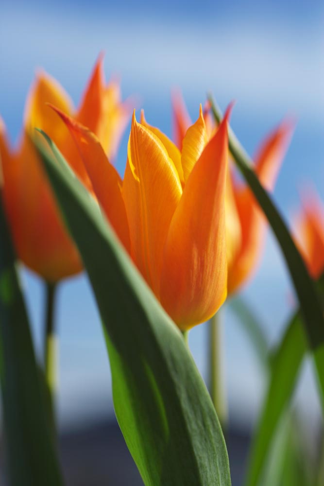 fotografia, material, livra, ajardine, imagine, proveja fotografia,Um cinbrio tulipa vermelha, , tulipa, ptala, Em primavera