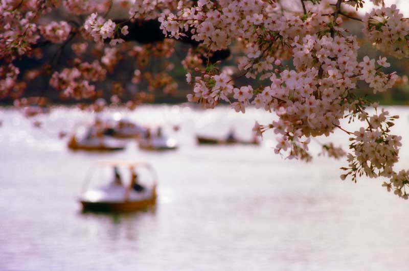 Foto, materiell, befreit, Landschaft, Bild, hat Foto auf Lager,Cherry blht auf dem Ufer, Kirschenblte, rosa, Teich, 