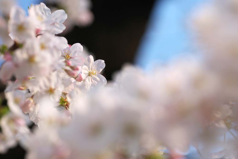 photo,material,free,landscape,picture,stock photo,Creative Commons,Sunlight of cerise, cherry tree, , , Yoshino cherry tree