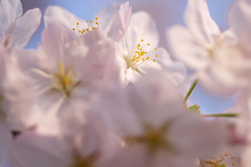 photo, la matire, libre, amnage, dcrivez, photo de la rserve,Cerise dborde et, arbre de la cerise, , , Arbre de cerise Yoshino