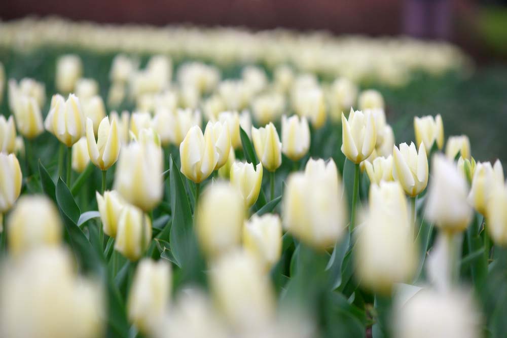 fotografia, material, livra, ajardine, imagine, proveja fotografia,Um campo de tulipa, , tulipa, canteiro de flores, flor