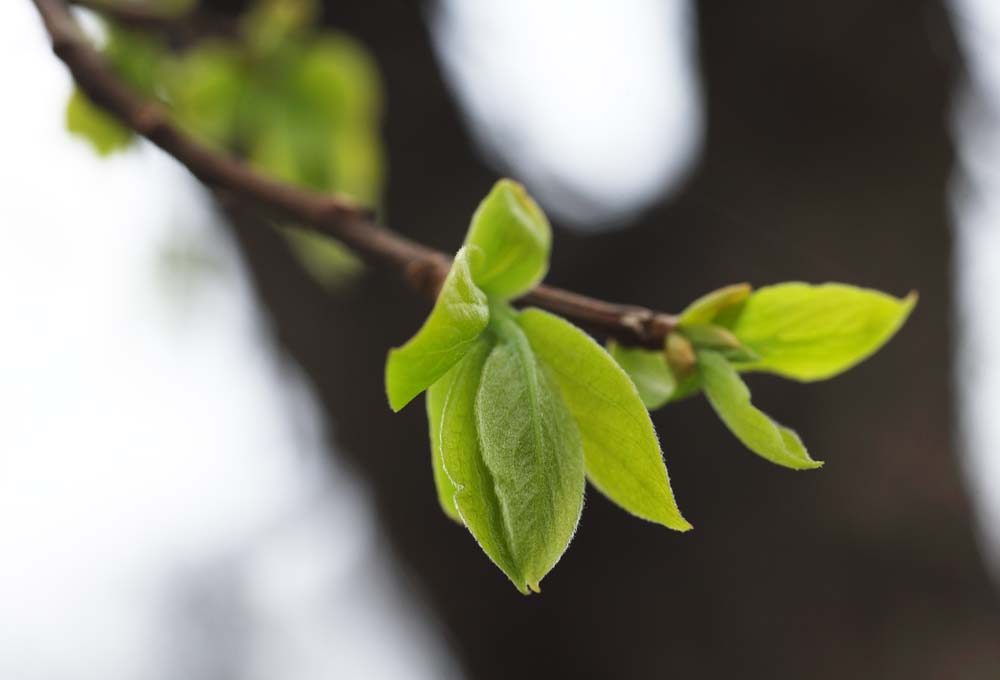 fotografia, material, livra, ajardine, imagine, proveja fotografia,Primavera do verde fresco, broto, lmina, Green, 