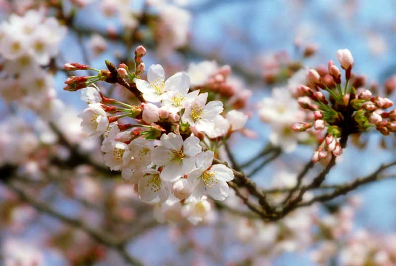 Foto, materieel, vrij, landschap, schilderstuk, bevoorraden foto,Voorjaar van de kers bloesem kleur, Kers bloesem, Rose, , 