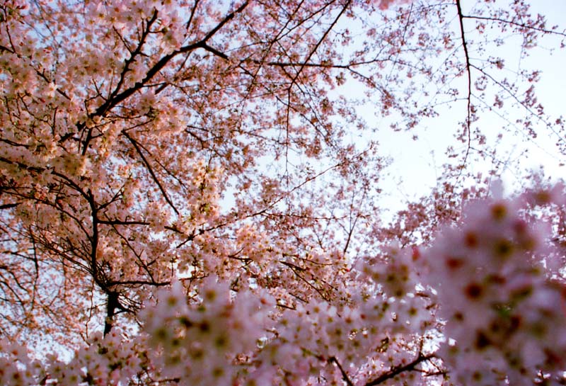 Foto, materiell, befreit, Landschaft, Bild, hat Foto auf Lager,Kirsche-Blte-farbiger Himmel, Kirschenblte, rosa, , 