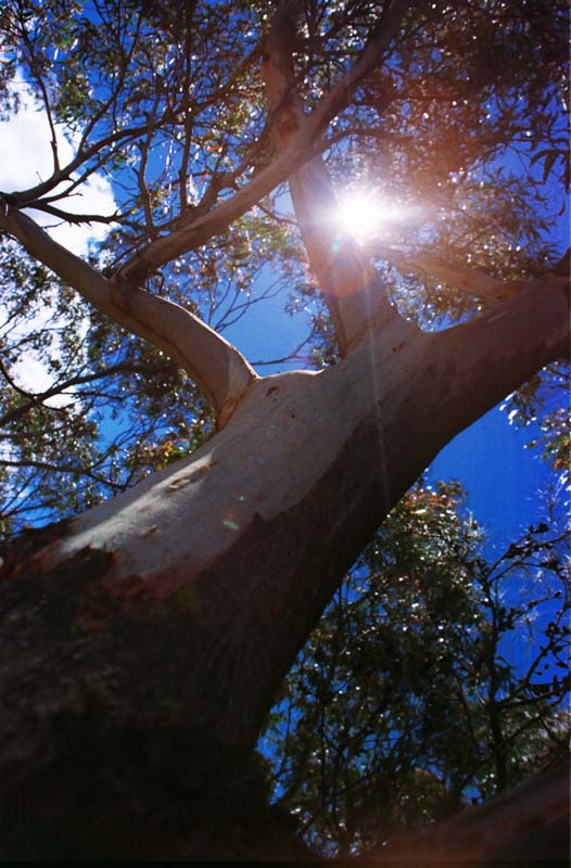 Foto, materiell, befreit, Landschaft, Bild, hat Foto auf Lager,Sommer der Eukalyptusfarbe, Zweig, blauer Himmel, Sonne, 