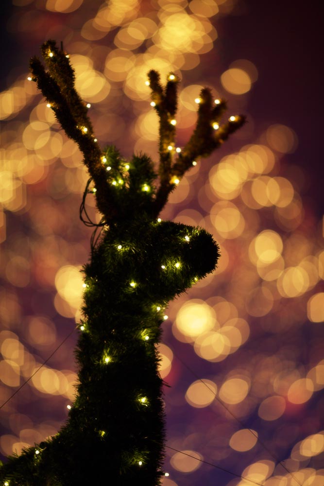 fotografia, materiale, libero il panorama, dipinga, fotografia di scorta,Luminarie di un cervo, Luminarie, Albero di Natale, Luce, porto