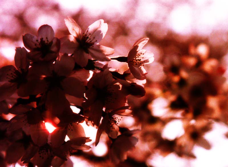 foto,tela,gratis,paisaje,fotografa,idea,Cerezos al crepsculo., Flor de cerezo, Rosado, , 