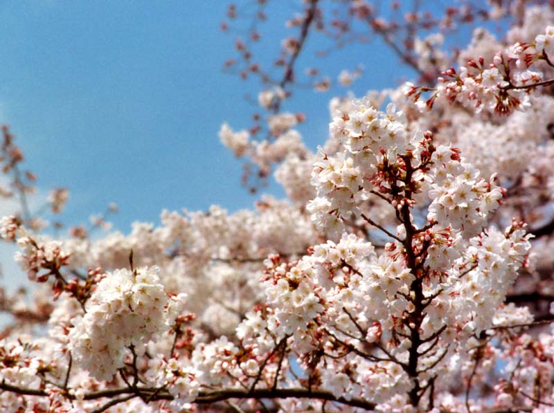 photo,material,free,landscape,picture,stock photo,Creative Commons,Spring sunlight and cherry blossoms, cherry blossom, pink, , 
