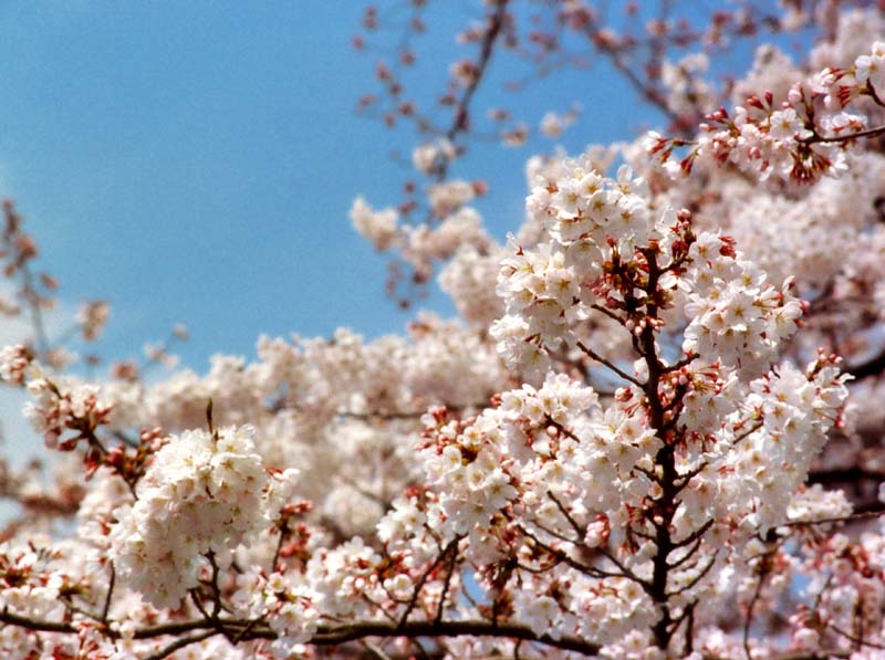 photo, la matire, libre, amnage, dcrivez, photo de la rserve,Lumire du soleil du printemps et fleurs de la cerise, fleur de la cerise, rose, , 