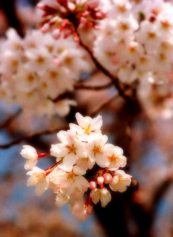photo,material,free,landscape,picture,stock photo,Creative Commons,Cherry blossoms, cherry blossom, pink, , 