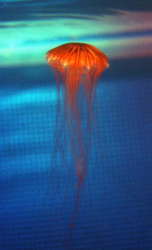 fotografia, materiale, libero il panorama, dipinga, fotografia di scorta,Medusa che diffonde, mare, medusa, , 