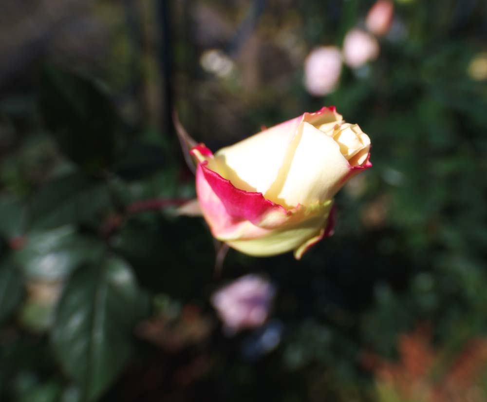 fotografia, materiale, libero il panorama, dipinga, fotografia di scorta,Rosso ed una gemma di una rosa gialla, gemma, , rosa, 