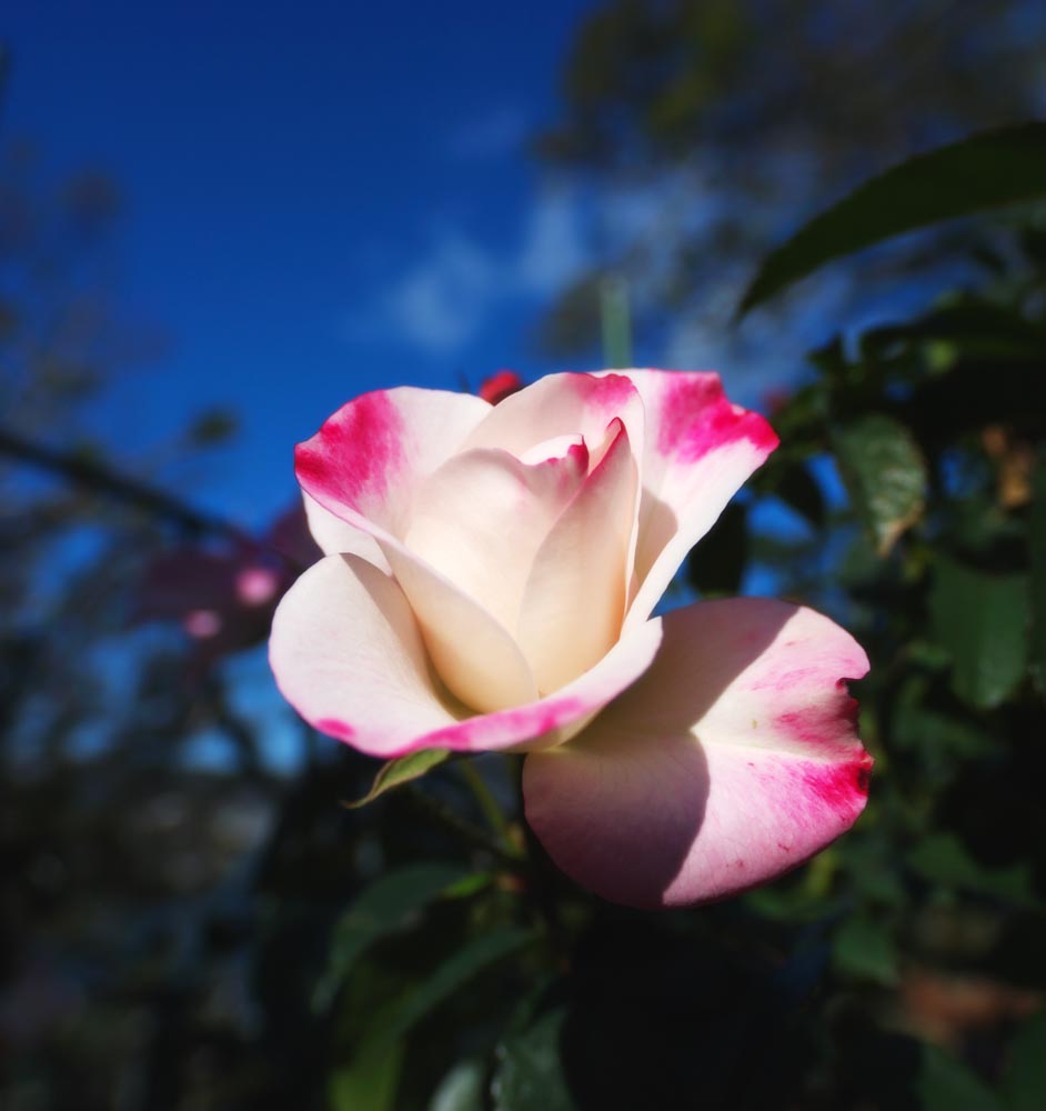 photo,material,free,landscape,picture,stock photo,Creative Commons,Red and a white rose, blue sky, petal, rose, 