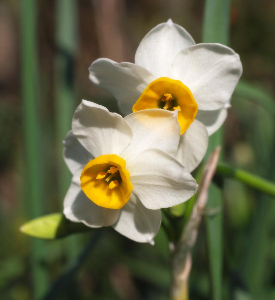 fotografia, materiale, libero il panorama, dipinga, fotografia di scorta,Narciso, Io non l'indovino, trombone, Narciso, Giallo