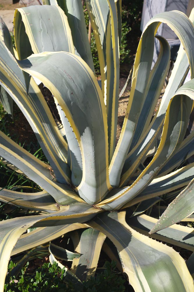 Foto, materieel, vrij, landschap, schilderstuk, bevoorraden foto,Een agave, , Cactus, Mescal, Houseplant