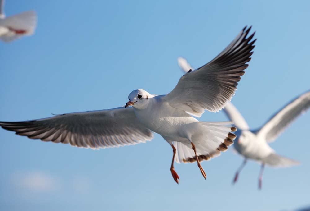 photo,material,free,landscape,picture,stock photo,Creative Commons,Gliding of a gull, gull, , , wing