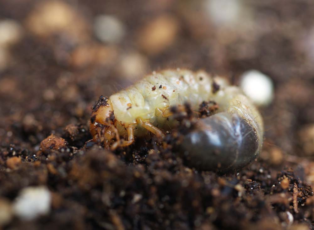 fotografia, material, livra, ajardine, imagine, proveja fotografia,A larva do besouro, besouro, , lagarta verde, Entre terra