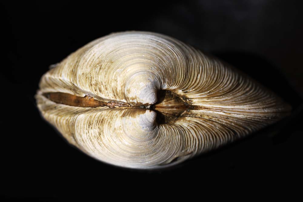 fotografia, materiale, libero il panorama, dipinga, fotografia di scorta,Individuo di Kagami, Individuo di Kagami, Marte che l'individuo, bivalve, Mollusco-raggruppando