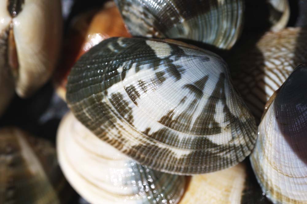 Foto, materieel, vrij, landschap, schilderstuk, bevoorraden foto,Een klein-necked clam, Klein-necked clam, Asari, Bivalve, Shellfish-vergadering