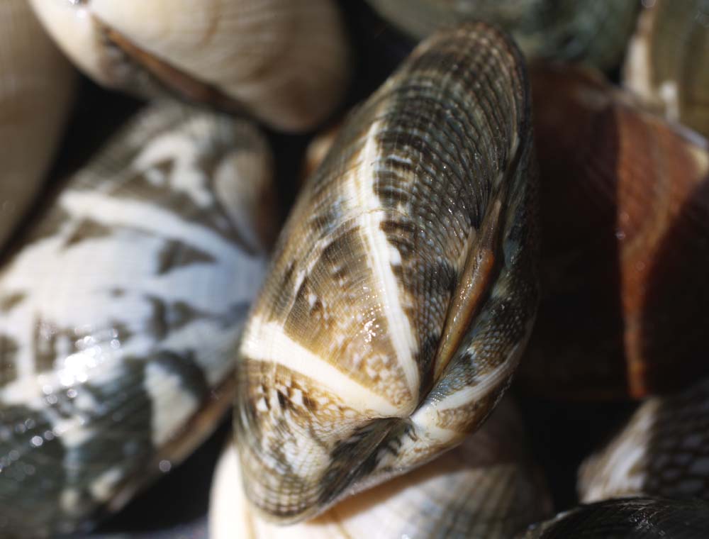 Foto, materieel, vrij, landschap, schilderstuk, bevoorraden foto,Een klein-necked clam, Klein-necked clam, Asari, Bivalve, Shellfish-vergadering