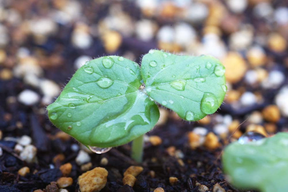 photo,material,free,landscape,picture,stock photo,Creative Commons,Futaba of the okra, , An okra, young leave, bud