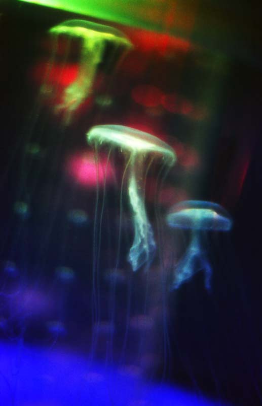 photo,material,free,landscape,picture,stock photo,Creative Commons,Night of jellyfish, sea, jellyfish, green, 