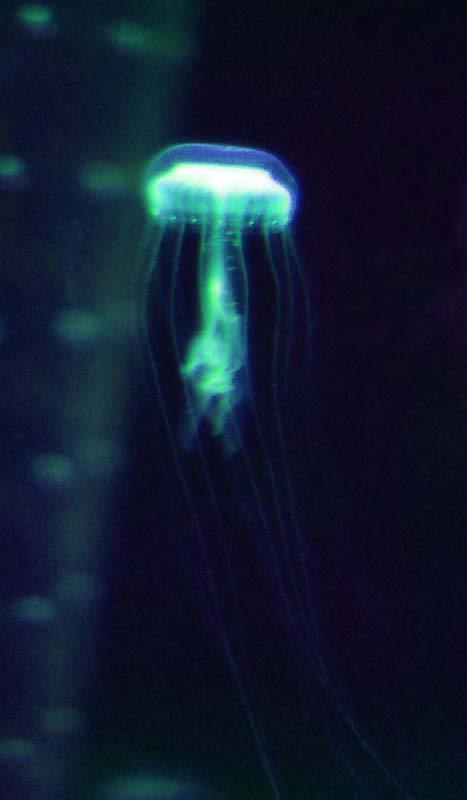 photo,material,free,landscape,picture,stock photo,Creative Commons,Pale existence, sea, jellyfish, , 