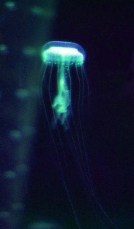 fotografia, materiale, libero il panorama, dipinga, fotografia di scorta,Esistenza pallida, mare, medusa, , 