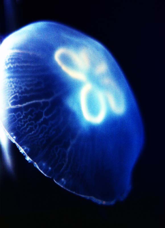 fotografia, materiale, libero il panorama, dipinga, fotografia di scorta,Medusa fluorescente, mare, medusa, blu, 