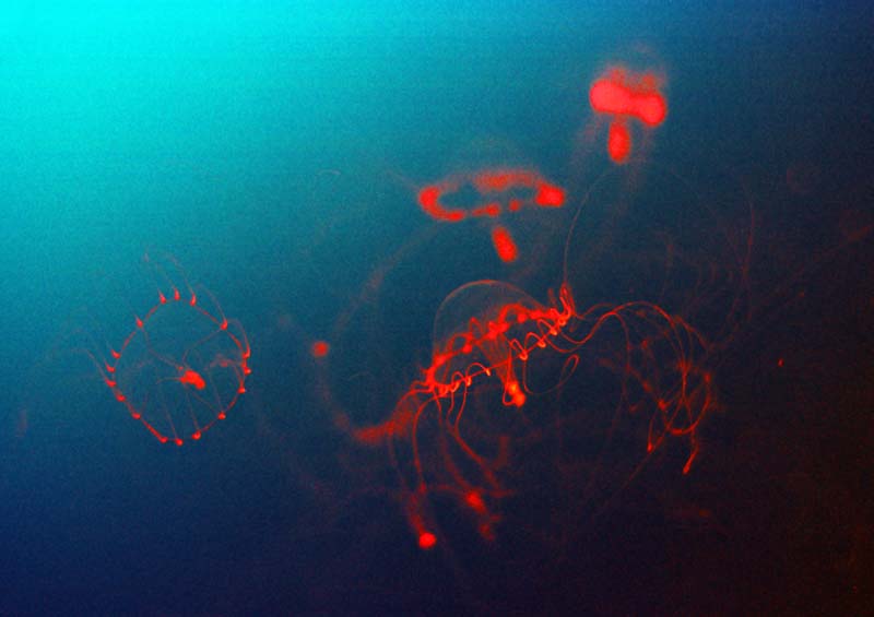 photo,material,free,landscape,picture,stock photo,Creative Commons,Red lines, sea, jellyfish, , 