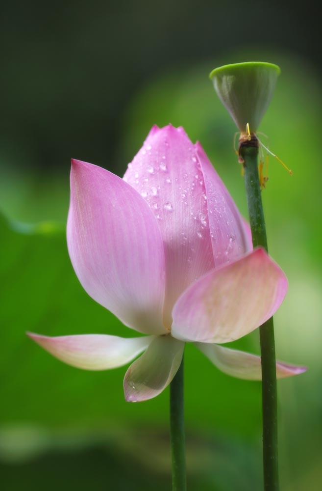 Foto, materieel, vrij, landschap, schilderstuk, bevoorraden foto,Een lotus van Zhuozhengyuan, Drop van water, Lotus, , Tuin