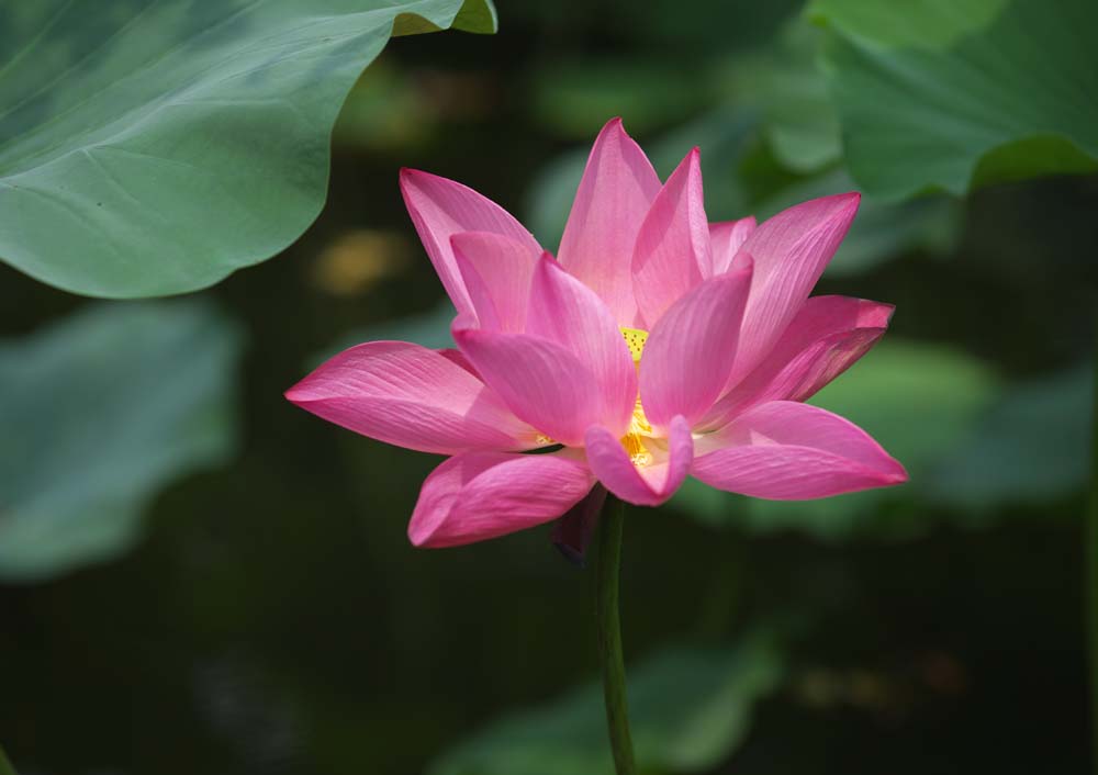 photo, la matire, libre, amnage, dcrivez, photo de la rserve,Un lotus de Zhuozhengyuan, ptale, lotus, , jardin