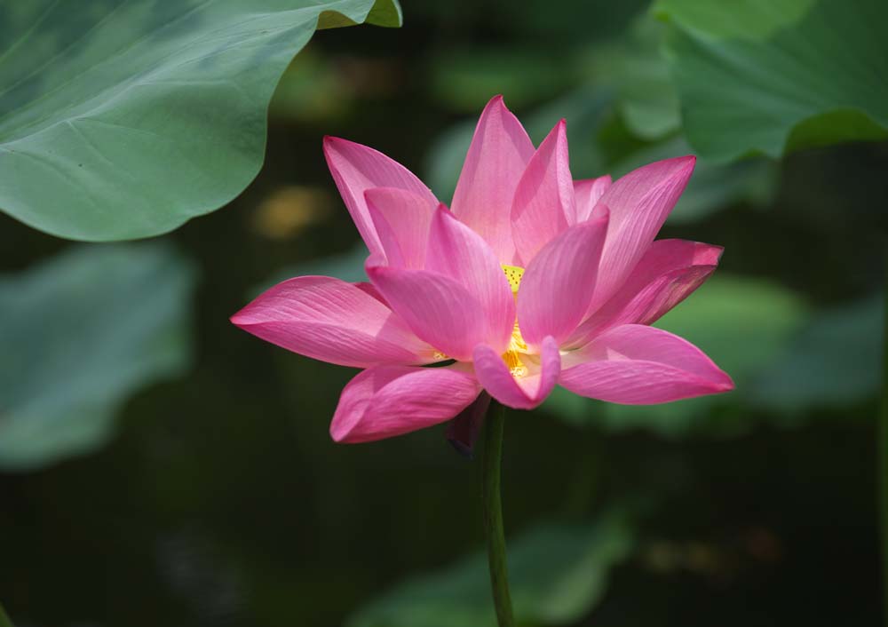 Foto, materieel, vrij, landschap, schilderstuk, bevoorraden foto,Een lotus van Zhuozhengyuan, Kroonblad, Lotus, , Tuin