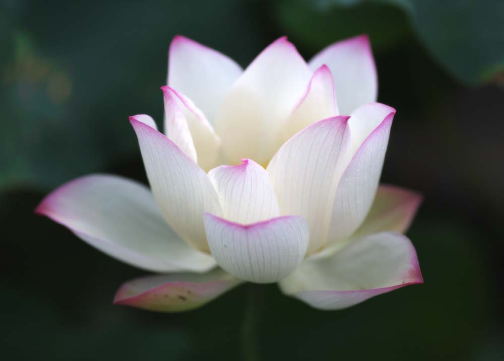 Foto, materieel, vrij, landschap, schilderstuk, bevoorraden foto,Een lotus van Zhuozhengyuan, Kroonblad, Lotus, , Tuin