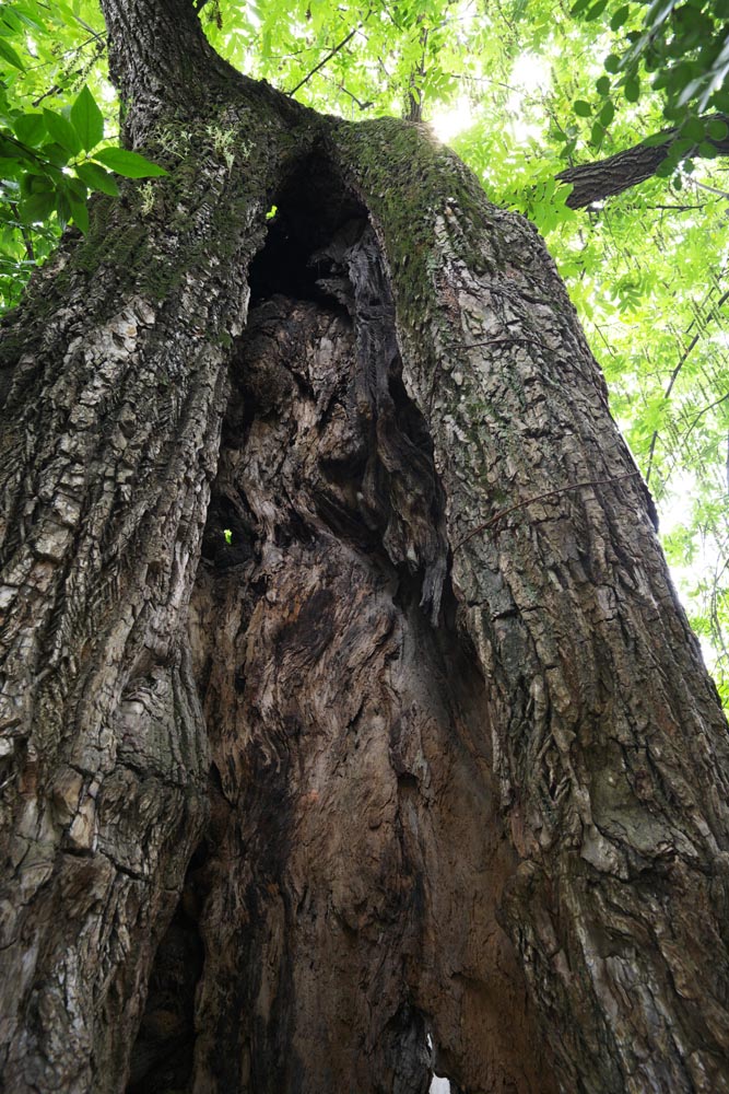 photo,material,free,landscape,picture,stock photo,Creative Commons,The sinus of the tree of Zhuozhengyuan, trunk, tree, world heritage, garden