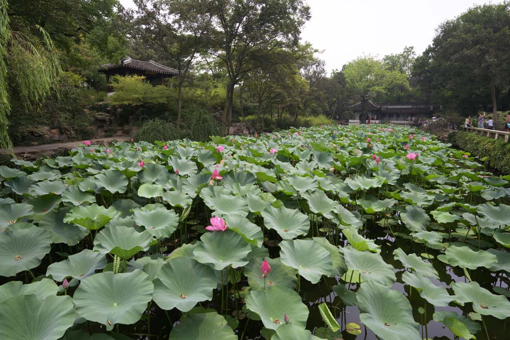 photo, la matire, libre, amnage, dcrivez, photo de la rserve,Hasuike de Zhuozhengyuan, tang, lotus, , jardin