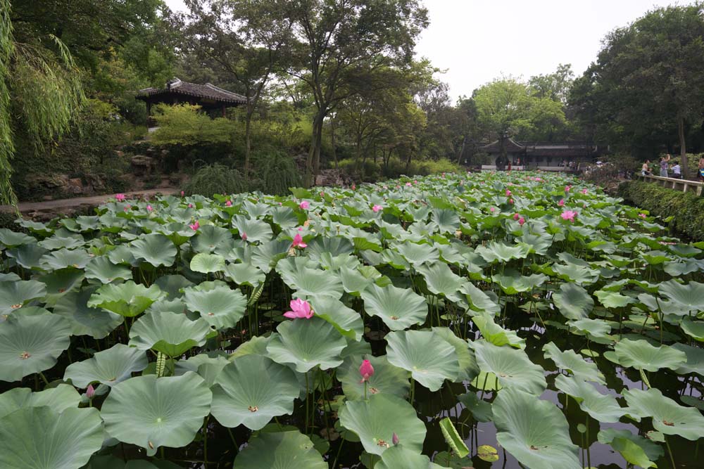 Foto, materieel, vrij, landschap, schilderstuk, bevoorraden foto,Hasuike van Zhuozhengyuan, Waterplas, Lotus, , Tuin