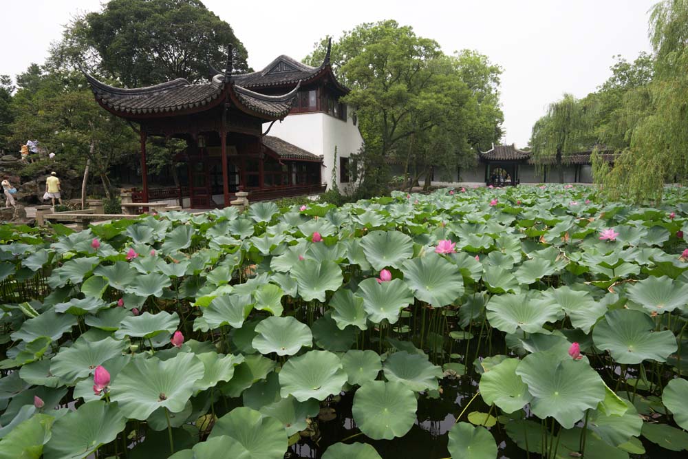 Foto, materieel, vrij, landschap, schilderstuk, bevoorraden foto,Hasuike van Zhuozhengyuan, Waterplas, Lotus, , Tuin