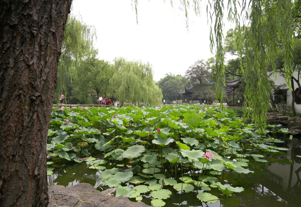 Foto, materieel, vrij, landschap, schilderstuk, bevoorraden foto,Hasuike van Zhuozhengyuan, Waterplas, Lotus, , Tuin