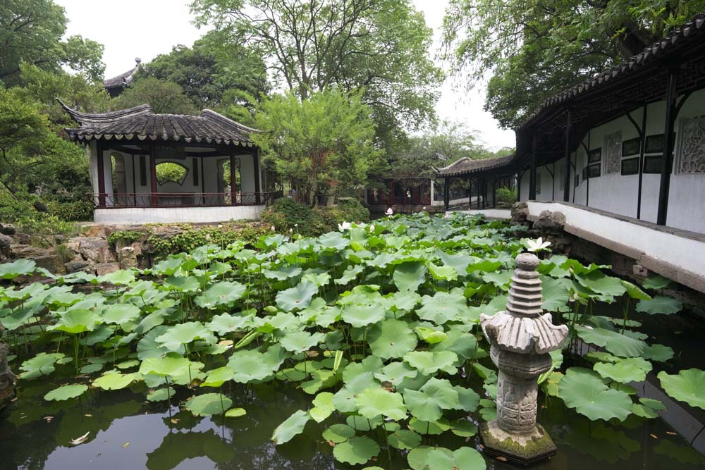 photo,material,free,landscape,picture,stock photo,Creative Commons,Hasuike of Zhuozhengyuan, pond, lotus, , garden