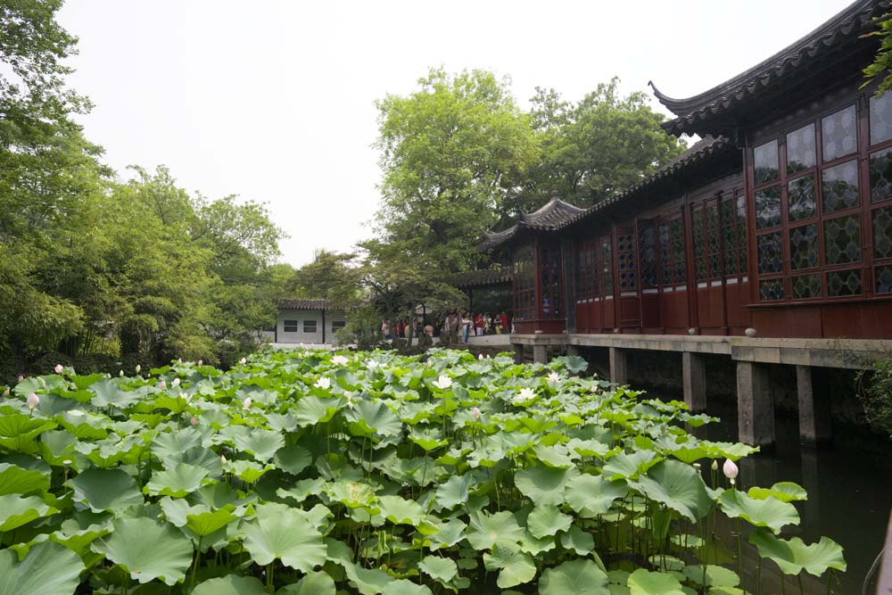 foto,tela,gratis,paisaje,fotografa,idea,36 mandarn elude la construccin de Zhuozhengyuan, Arquitectura, 36 mandarn patos construir, Crculo, Jardn