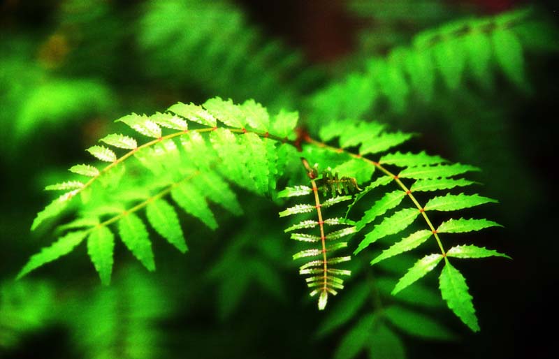 fotografia, materiale, libero il panorama, dipinga, fotografia di scorta,Giapponese pepa albero, verde, giovane permesso, , 