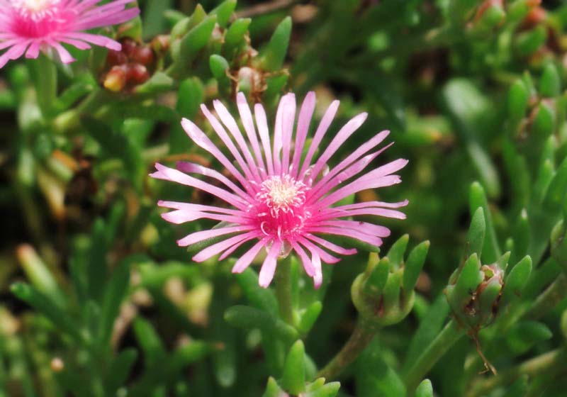 Foto, materieel, vrij, landschap, schilderstuk, bevoorraden foto,Vijg goudsbloem, Purper, , , 