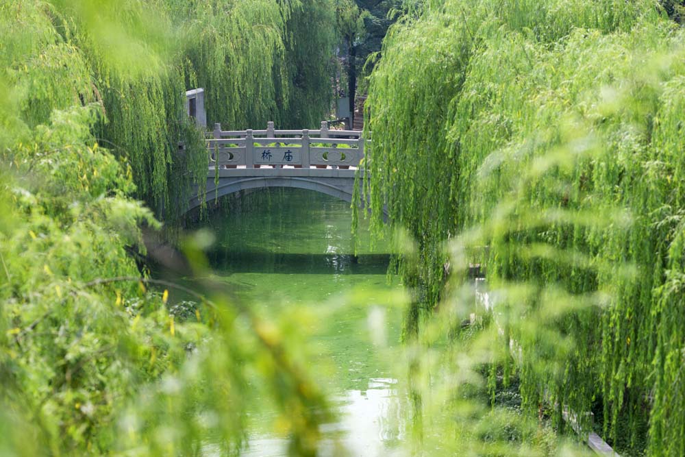 fotografia, materiale, libero il panorama, dipinga, fotografia di scorta,Un canale di Suzhou, salice, canale, riva, ponte