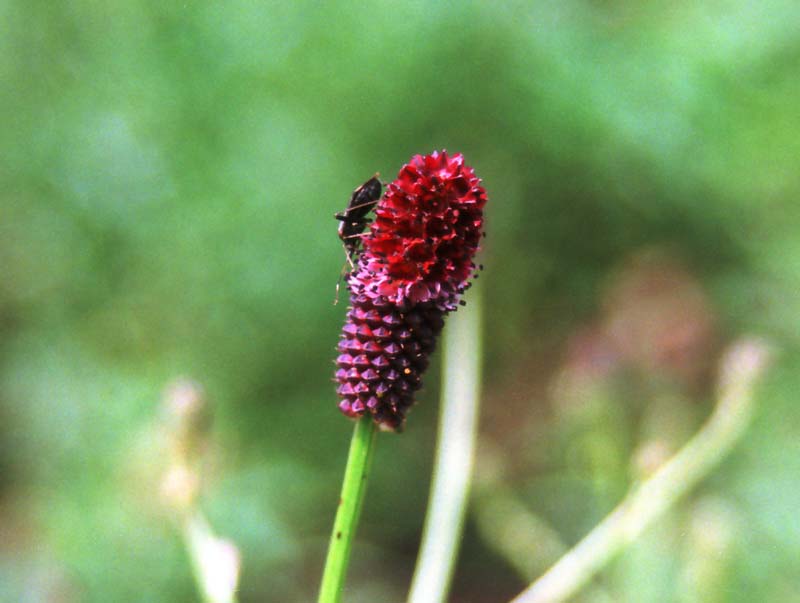 Foto, materiell, befreit, Landschaft, Bild, hat Foto auf Lager,Burnet, rot, dunkel rot, Insekt, 