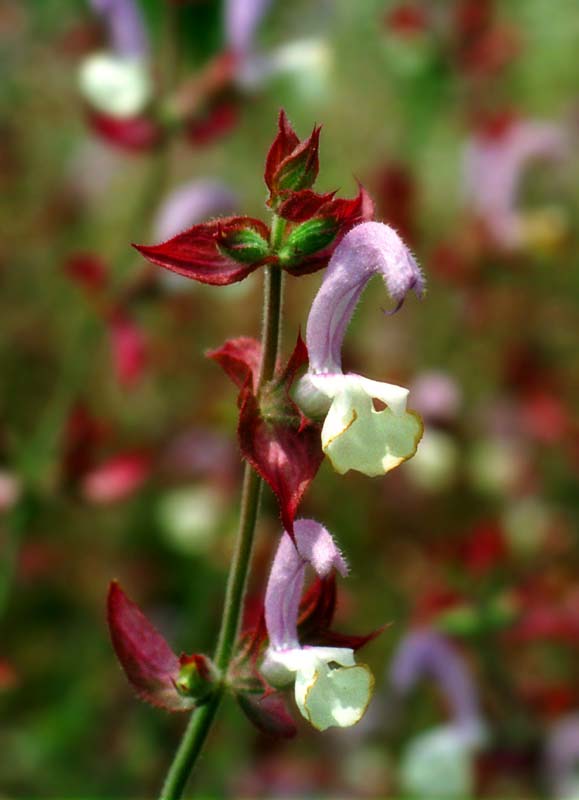 Foto, materiell, befreit, Landschaft, Bild, hat Foto auf Lager,Merkwrdig-geformte Blumen, wei, rosa, , 