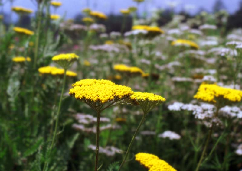 fotografia, materiale, libero il panorama, dipinga, fotografia di scorta,Collina fiorita, giallo, , , 