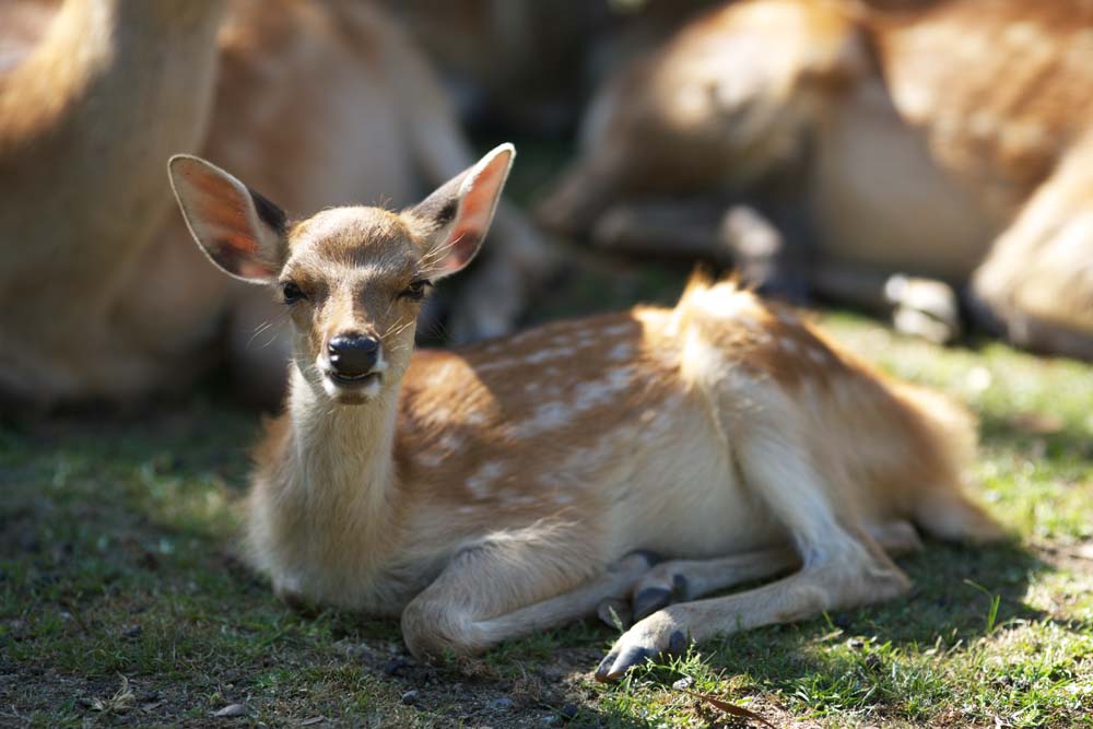 fotografia, materiale, libero il panorama, dipinga, fotografia di scorta,Un cervo di Nara, , cervo, , Bambi