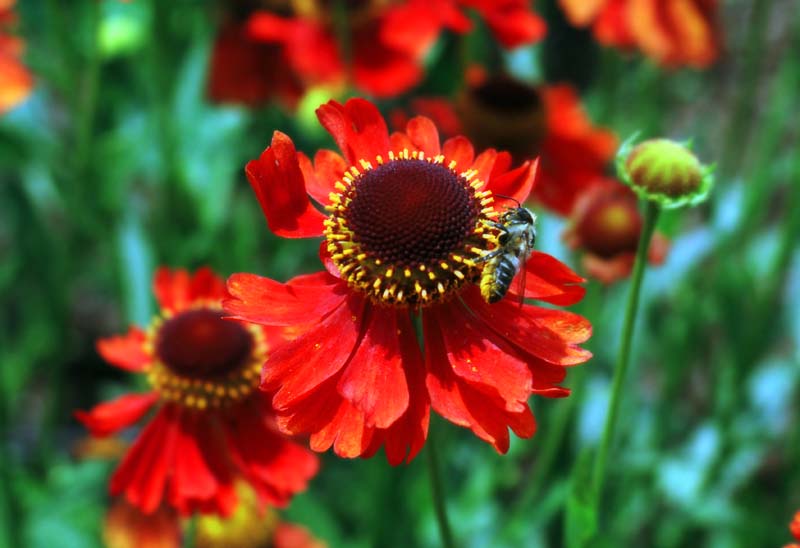 photo,material,free,landscape,picture,stock photo,Creative Commons,Bee and flower, red, insect, , 